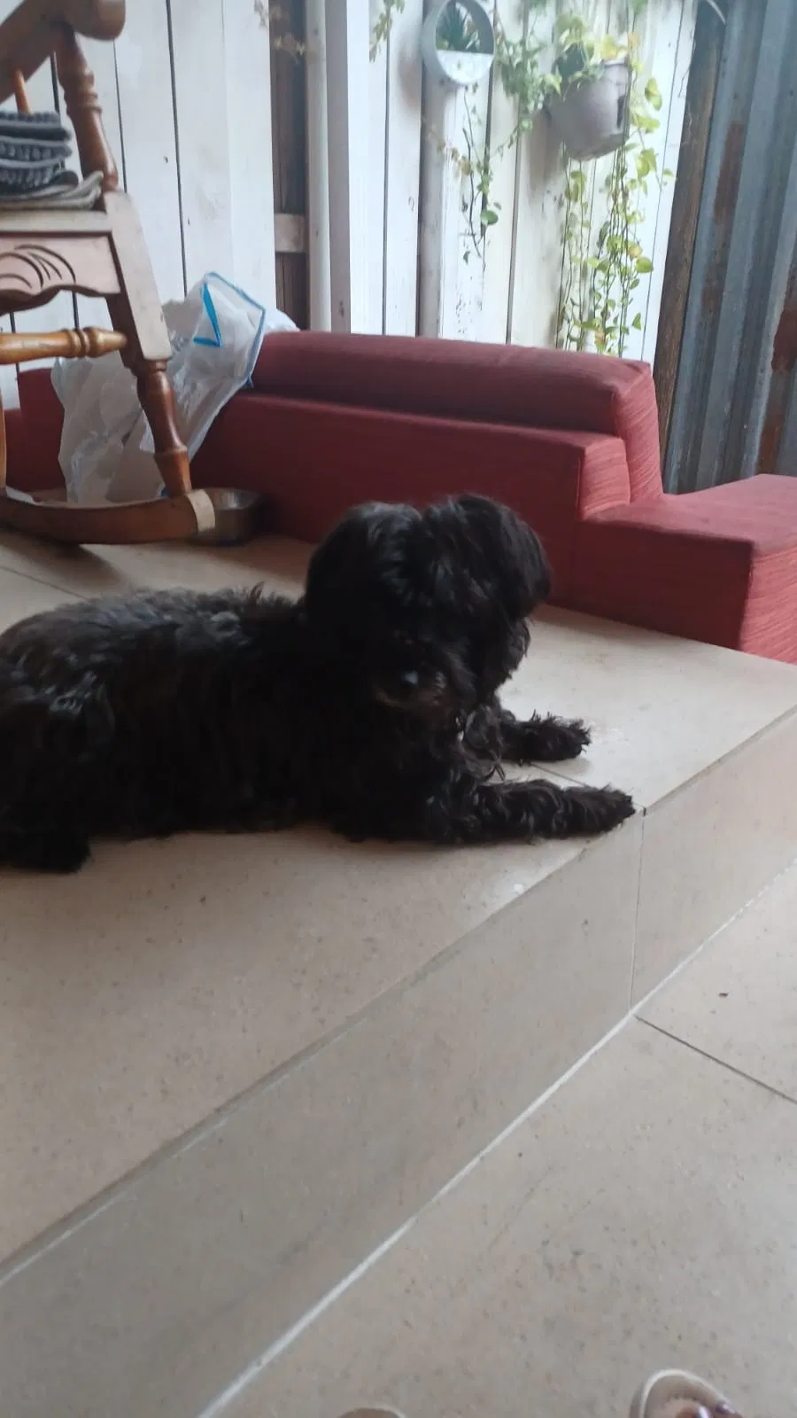 Lost dog in Miami, FL, 33168