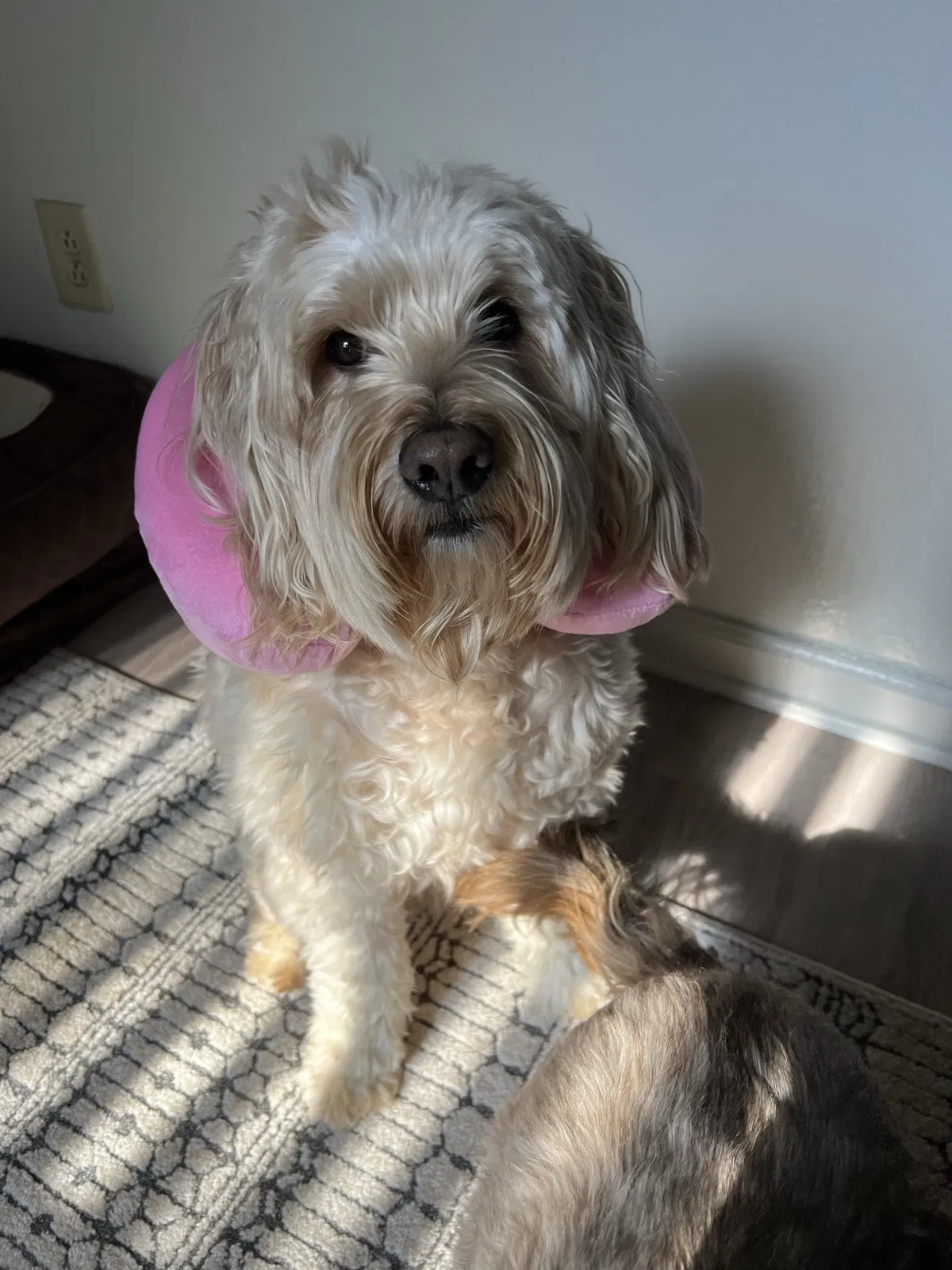 Lost dog in Fort Campbell, KY, 42223