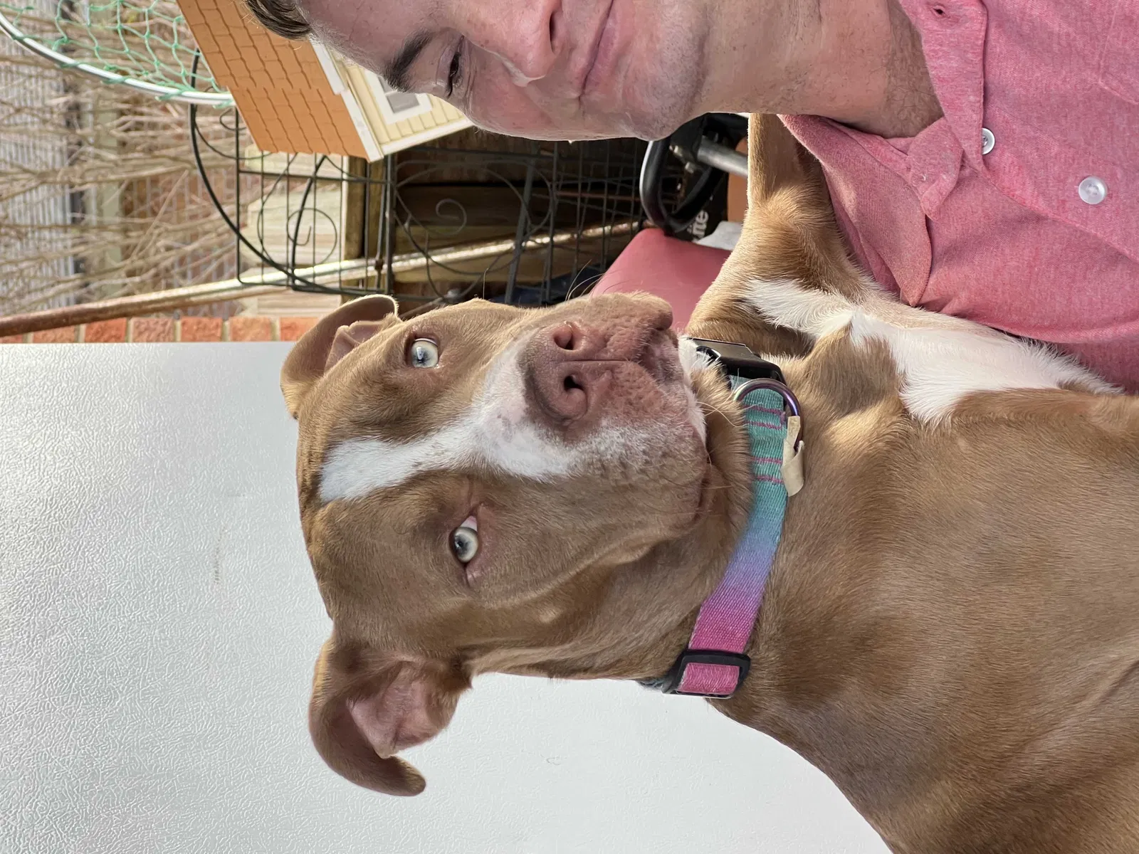 Lost dog in Fayetteville, NC, 28304