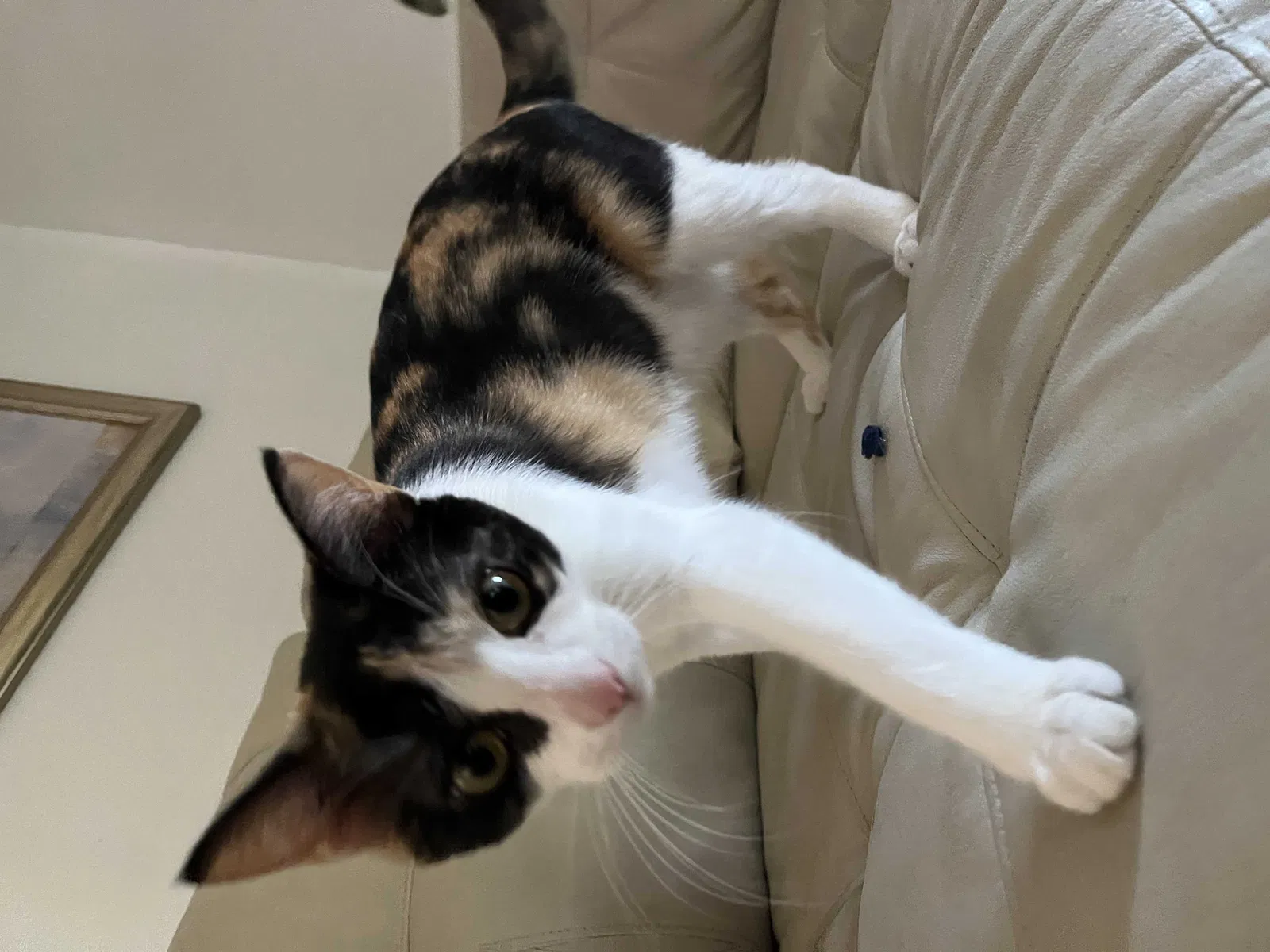 Lost cat in Monroe, MI, 48161