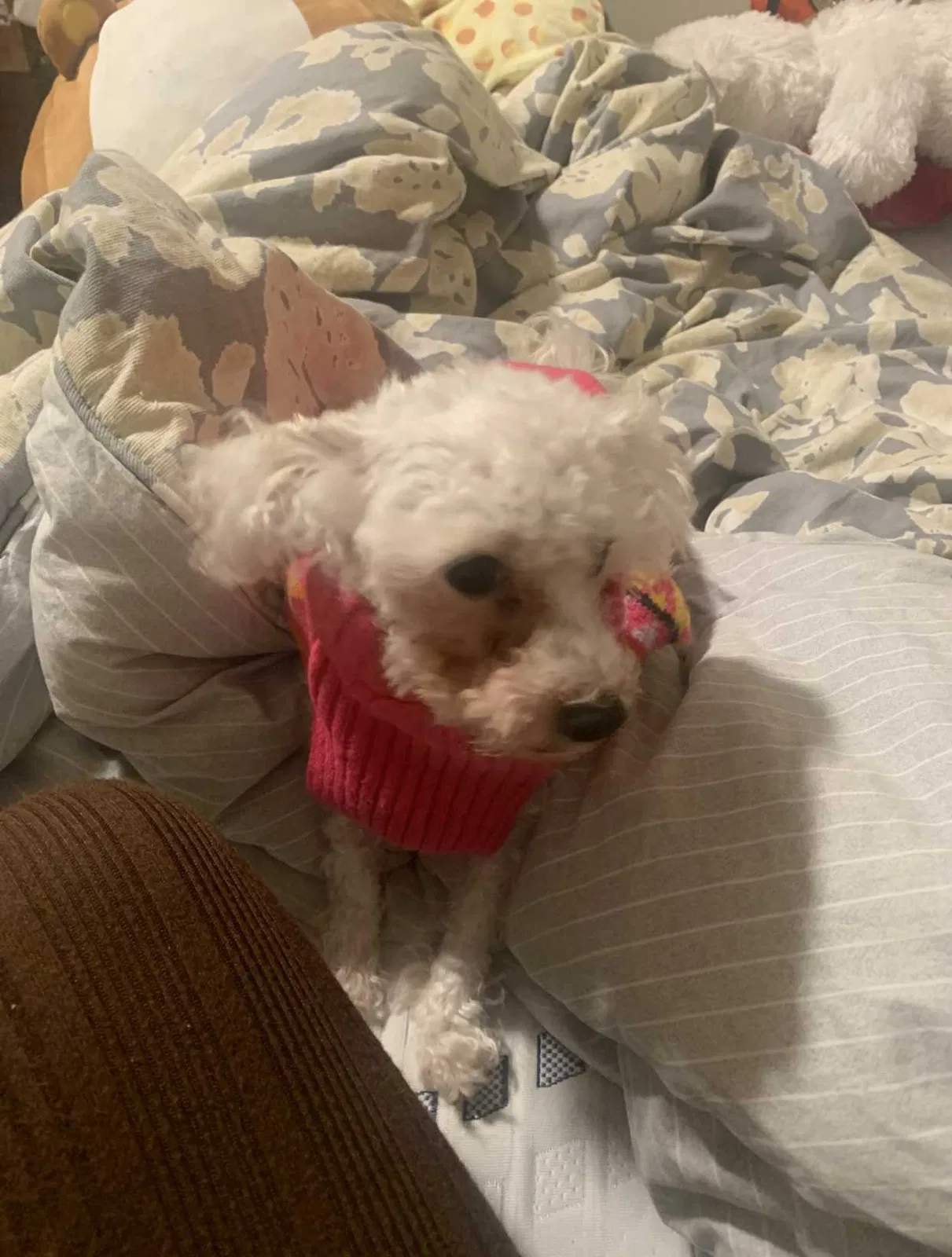 Lost dog in Hamptonville, NC, 27020