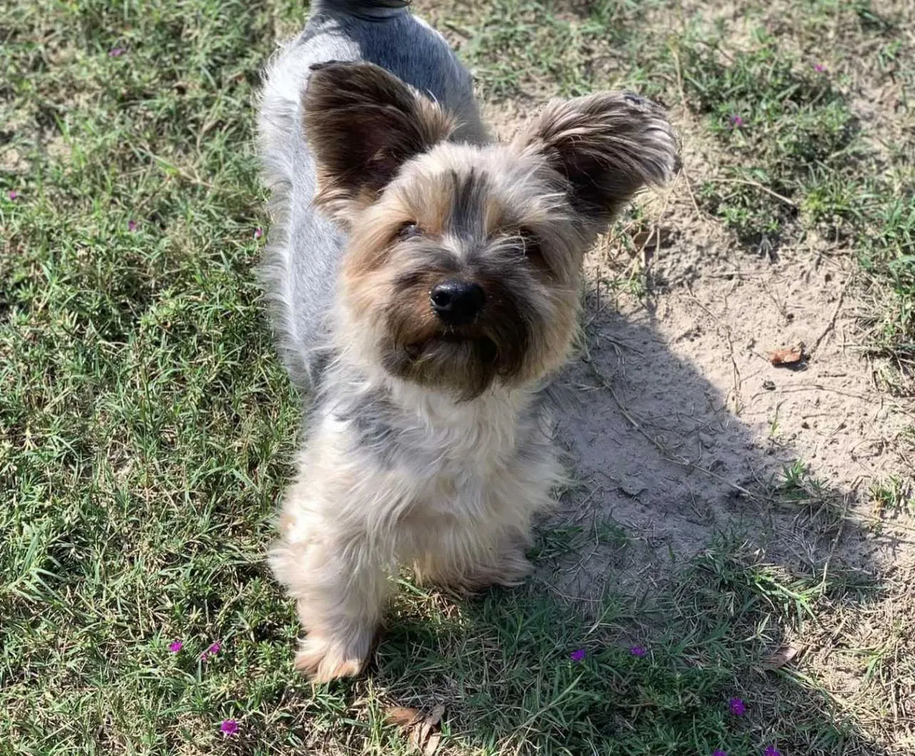 Lost dog in Miami, FL, 33127