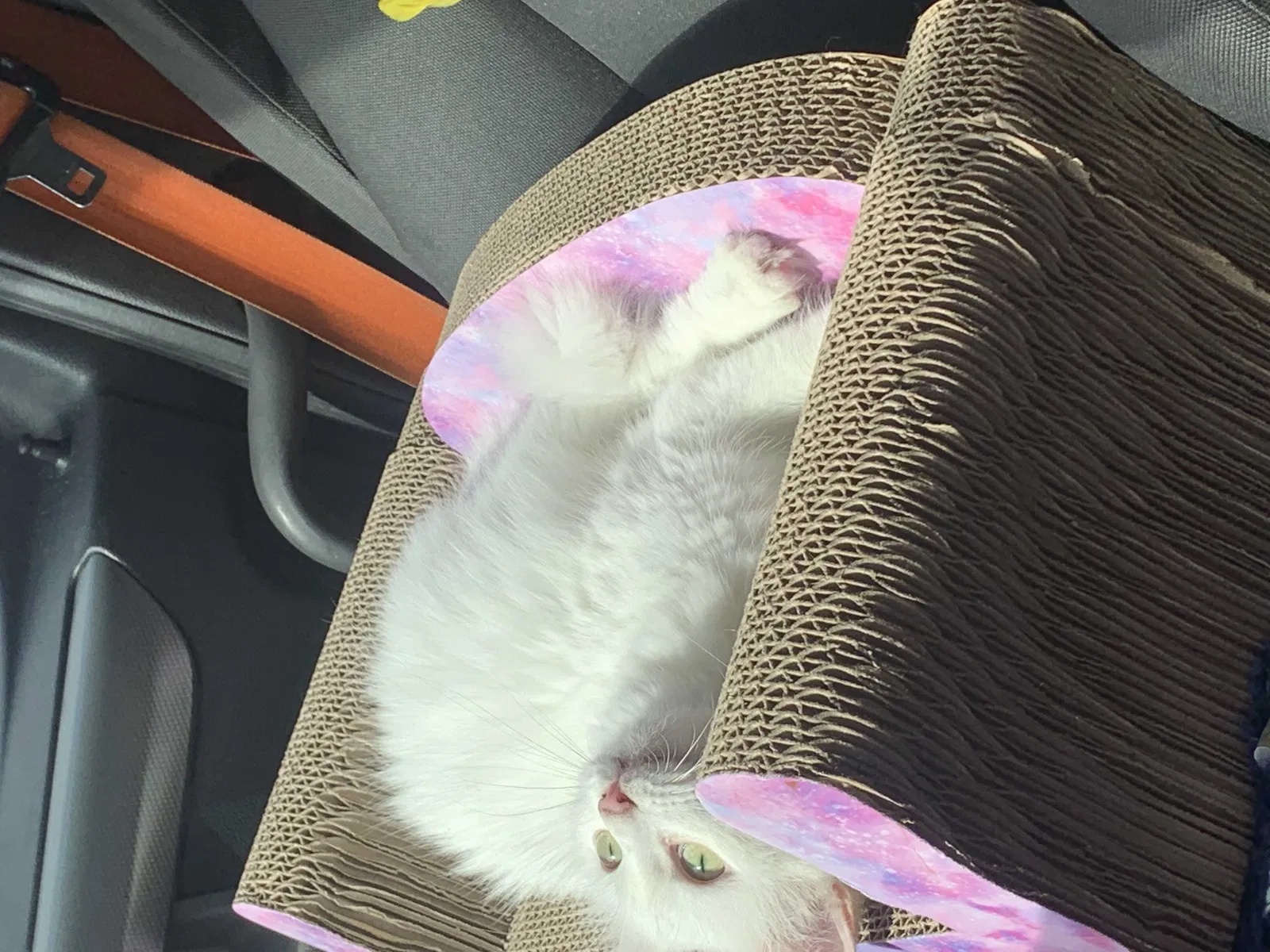 Lost cat in Eufaula, OK, 74432