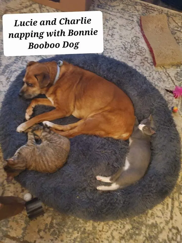 Lost dog in Greensboro, NC, 27409