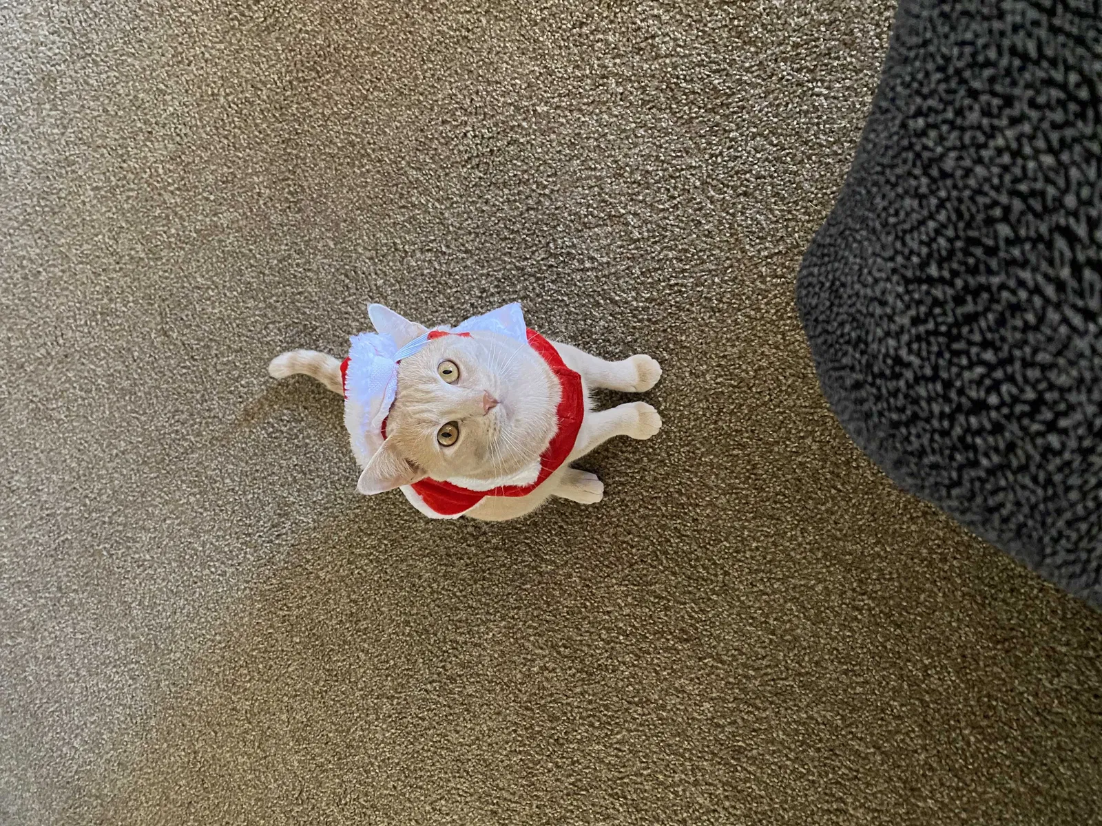 Lost cat in Oklahoma City, OK, 73114