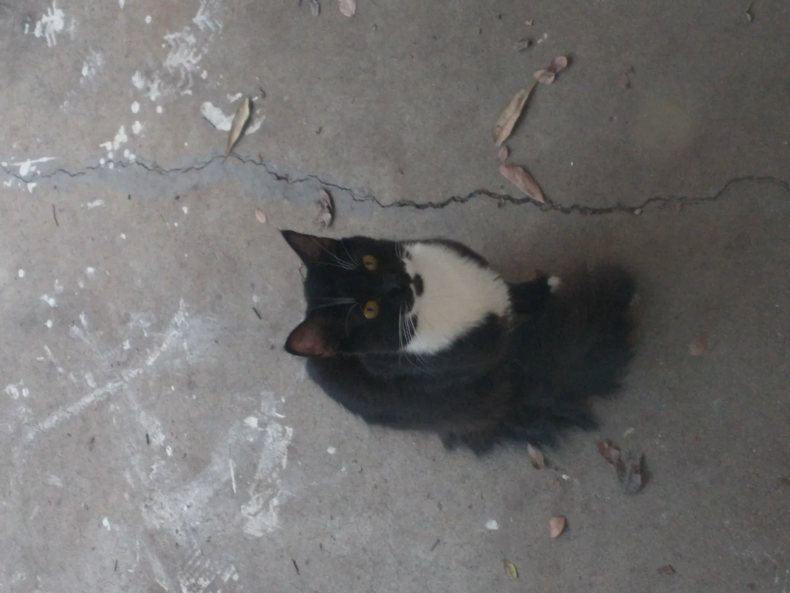 Found cat in Belton, TX, 76513