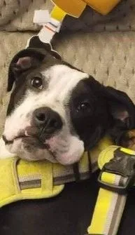 Lost dog in Portland, OR, 97236