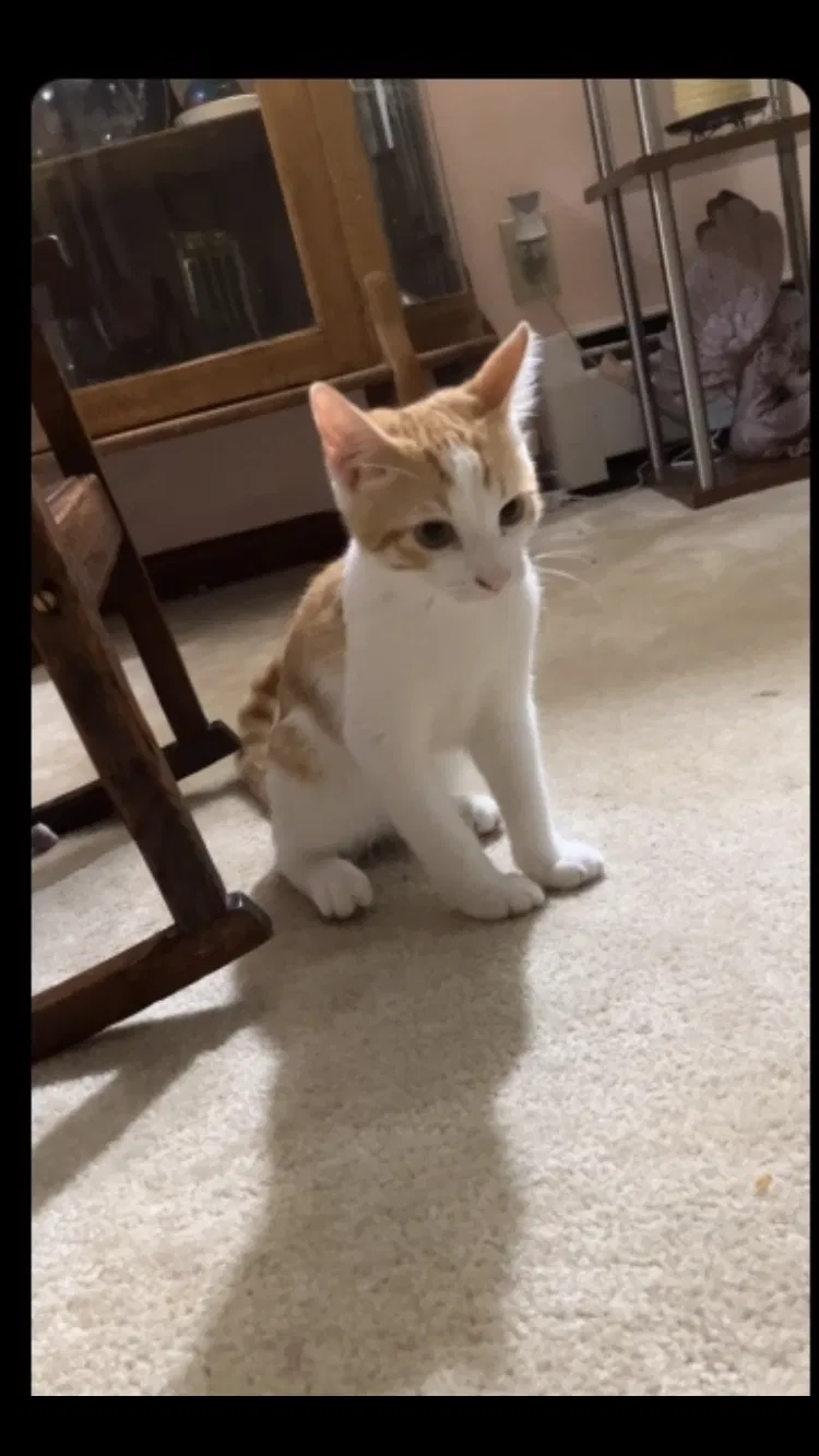 Lost cat in Collinsville, IL, 62234