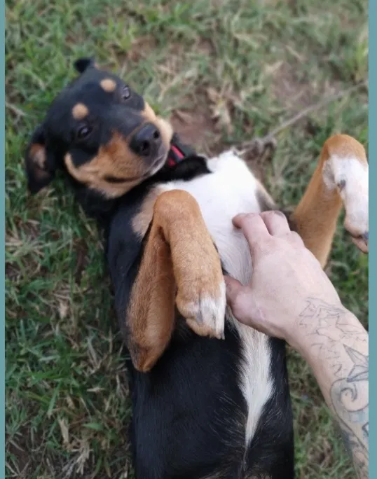 Lost dog in Duncan, SC, 29334