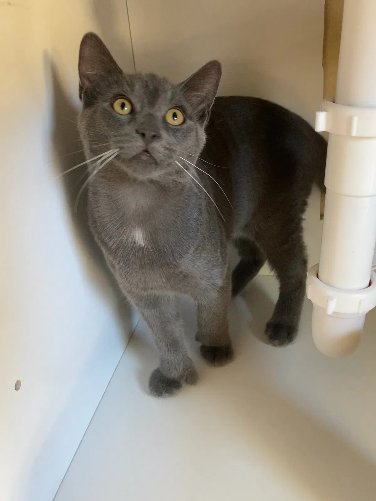 Lost cat in Rancho Cucamonga, CA, 91730