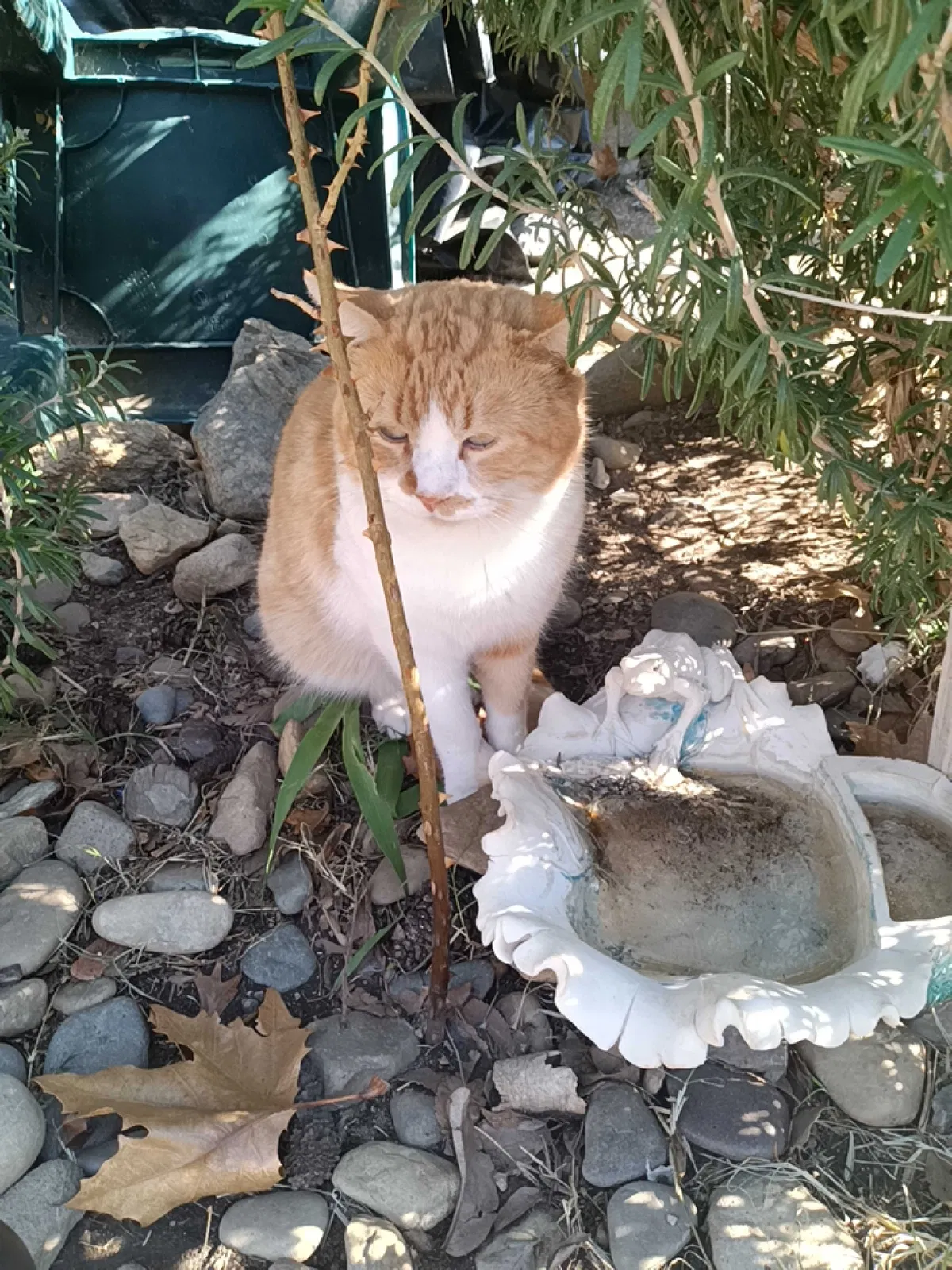 Found cat in Lone Pine, CA, 93545