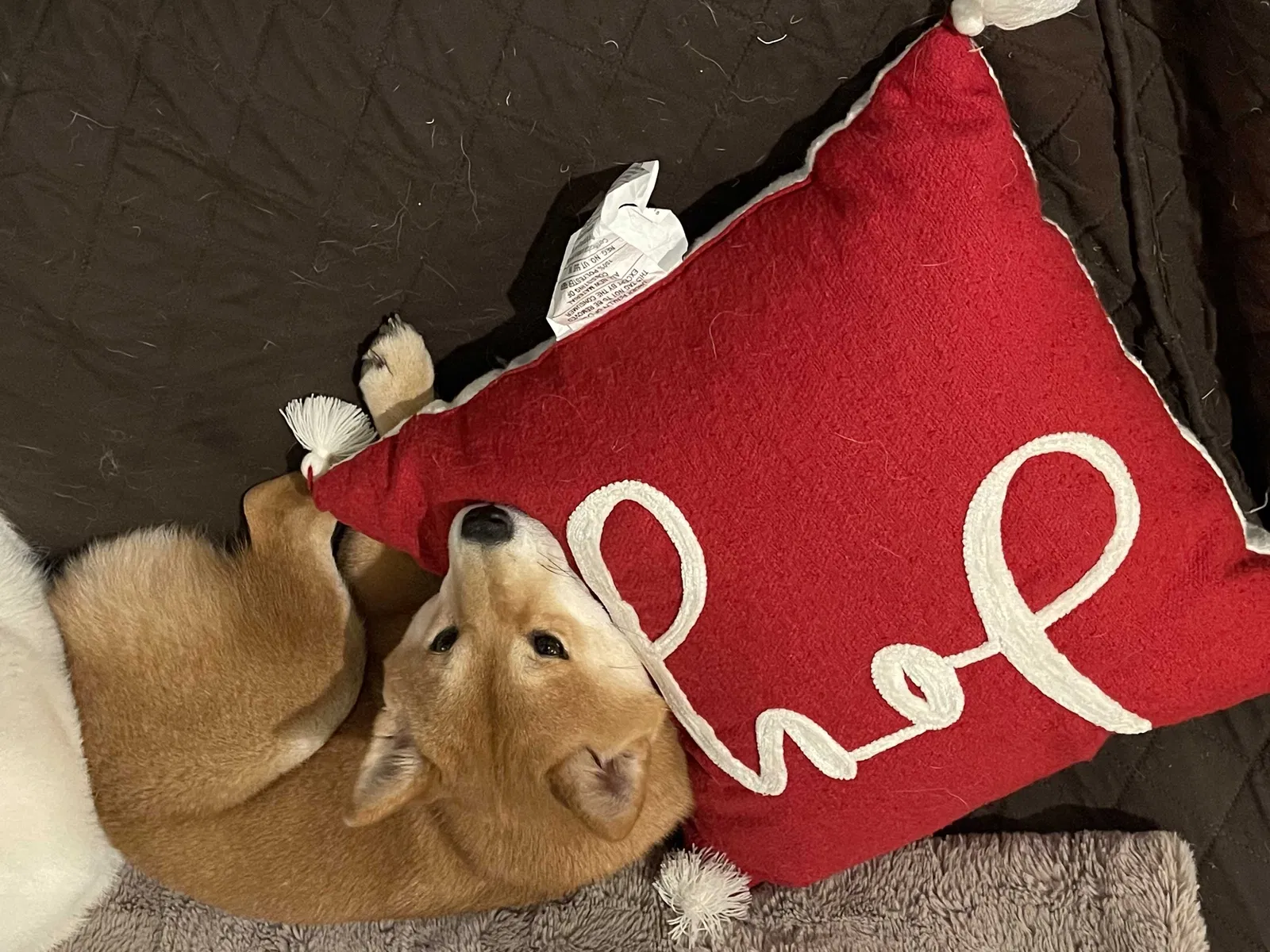 Lost dog in Tomball, TX, 77375