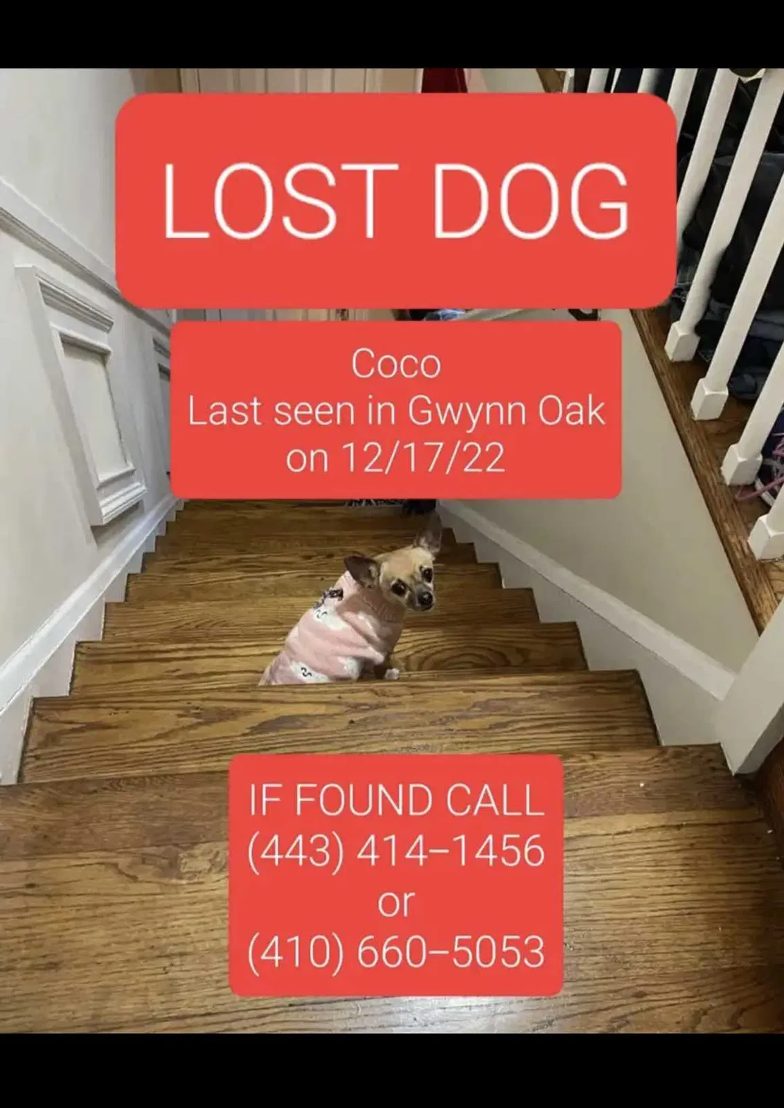 Lost dog in Gwynn Oak, MD, 21207
