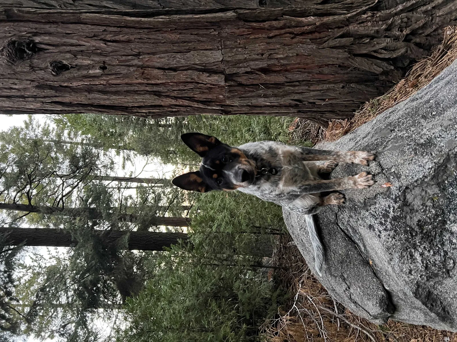Lost dog in Pomona, CA, 91767
