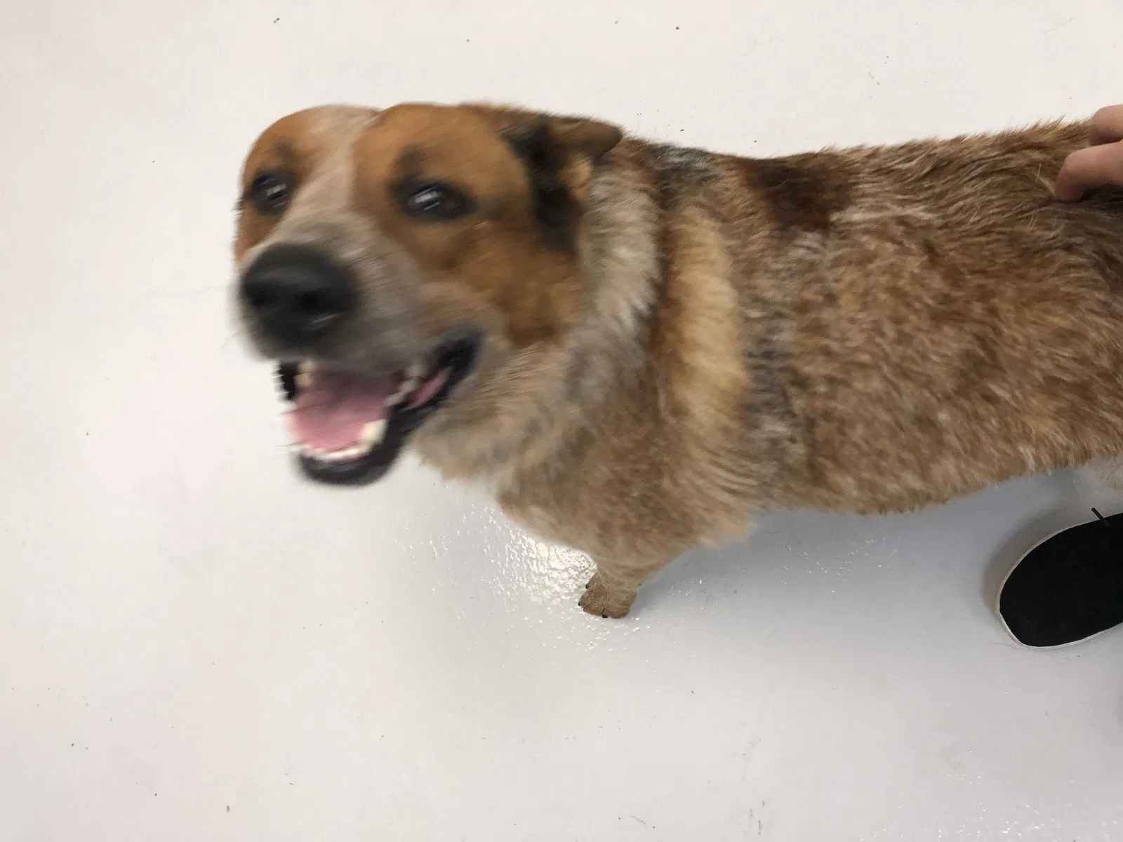 Lost dog in Pomona, CA, 91767