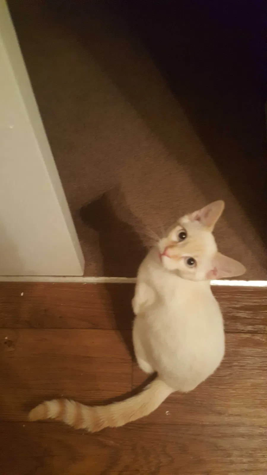 Lost cat in Madison, AL, 35758