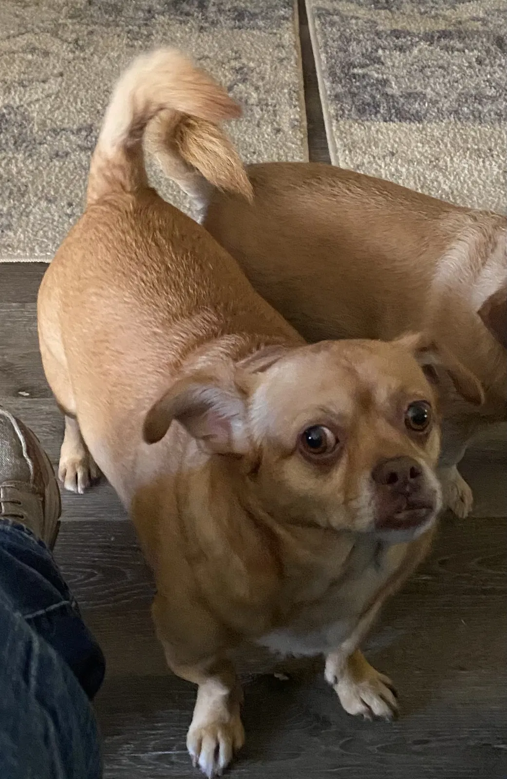 Lost dog in Amarillo, TX, 79118