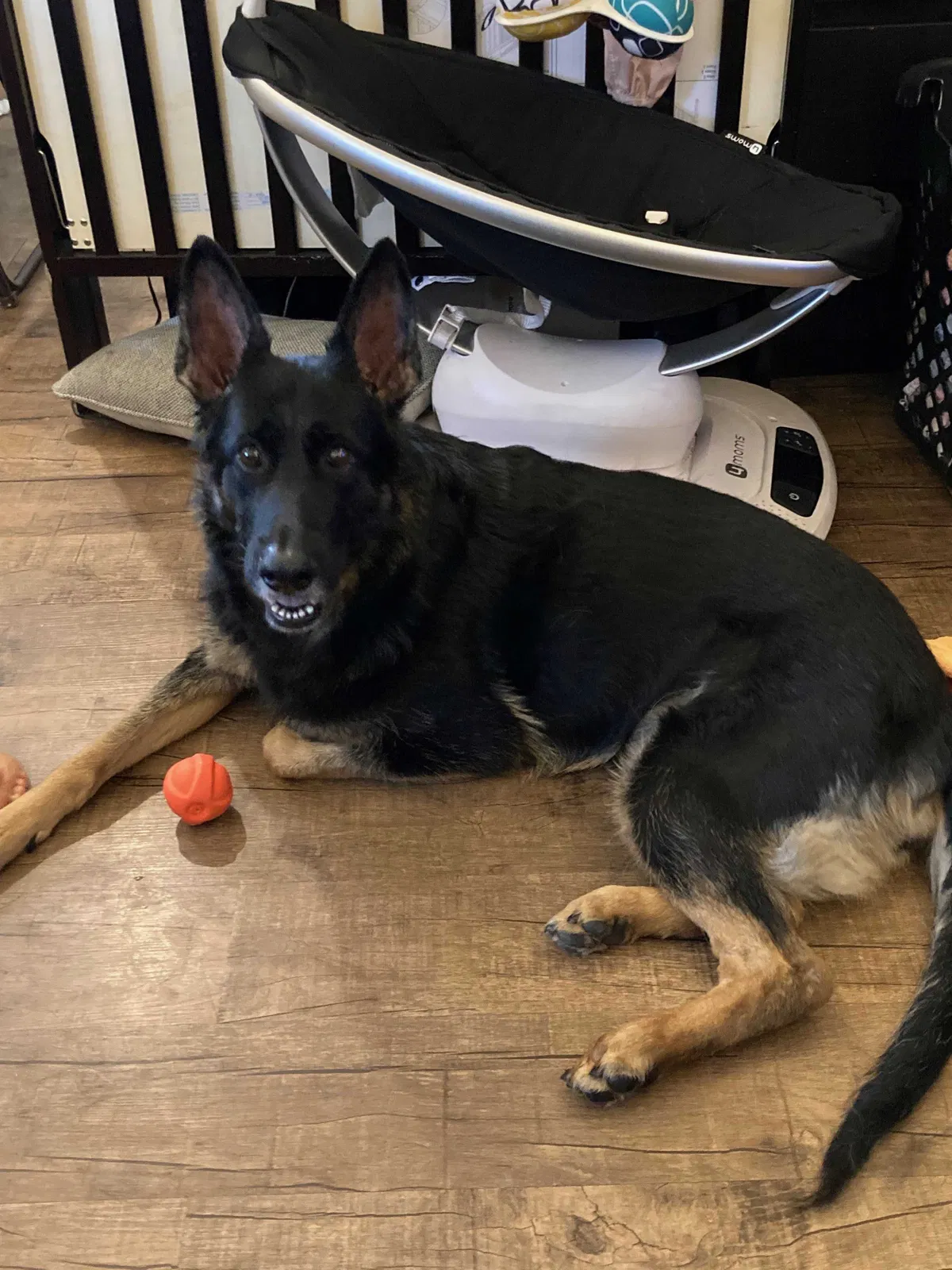 Lost dog in South Gate, CA, 90280
