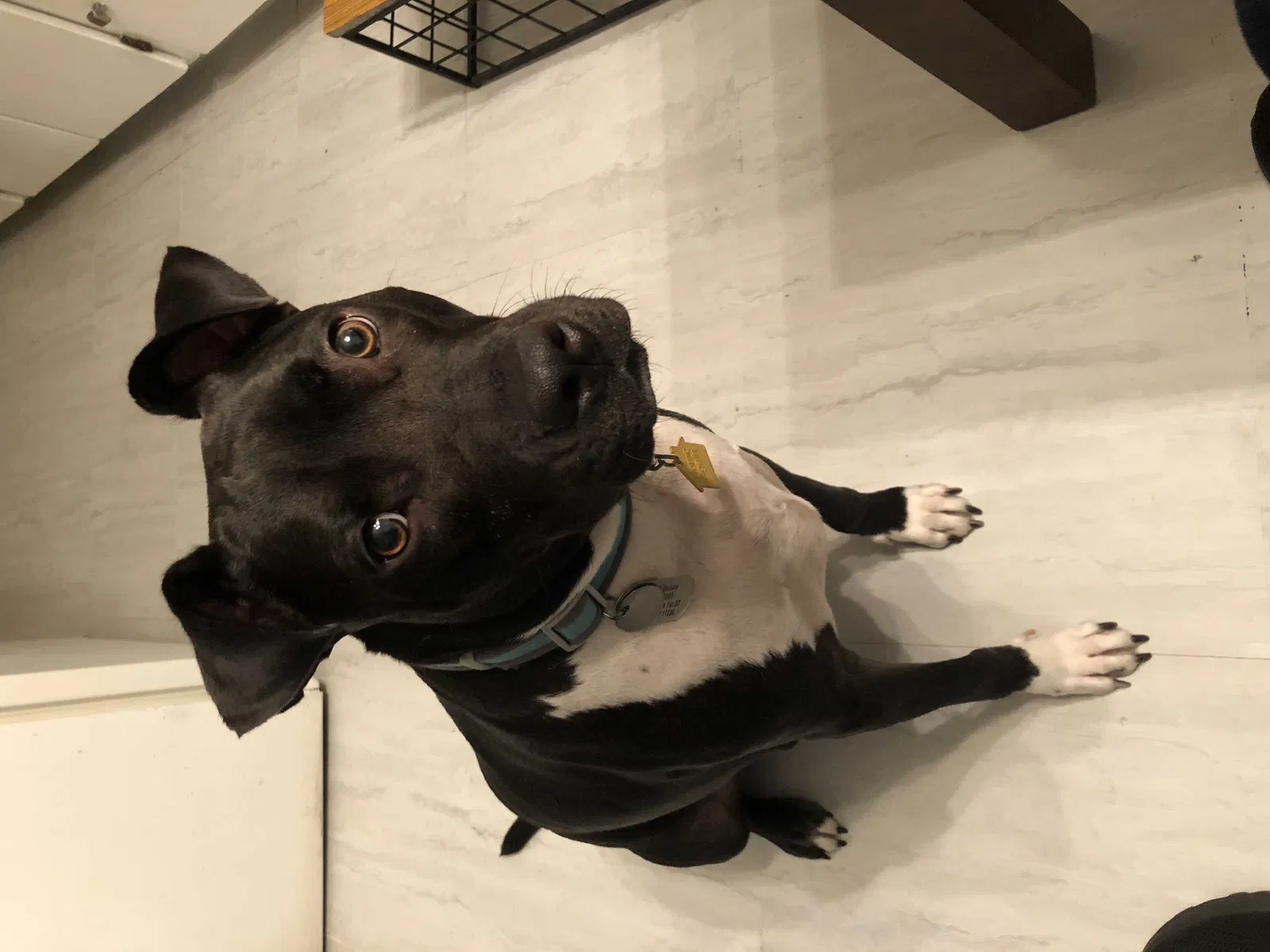 Lost dog in Brooklyn, NY, 11236
