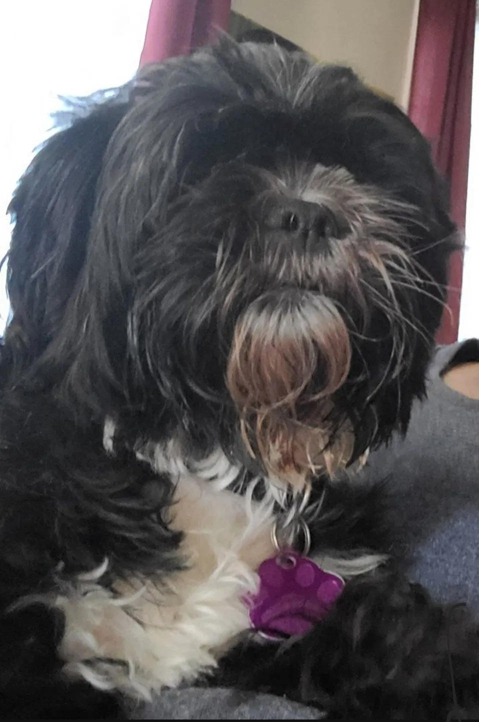 Lost dog in Newark, NJ, 7106