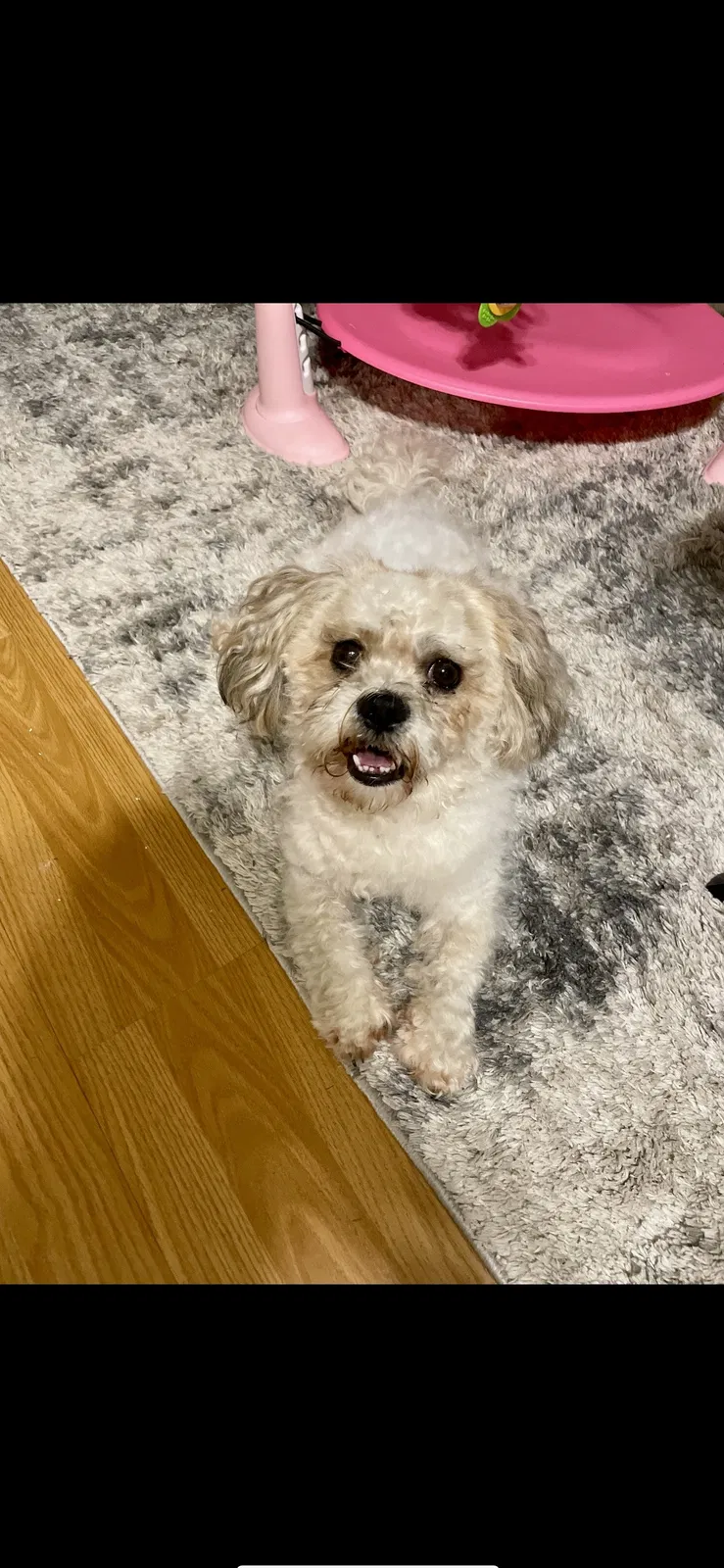 Lost dog in Pageland, SC, 29728