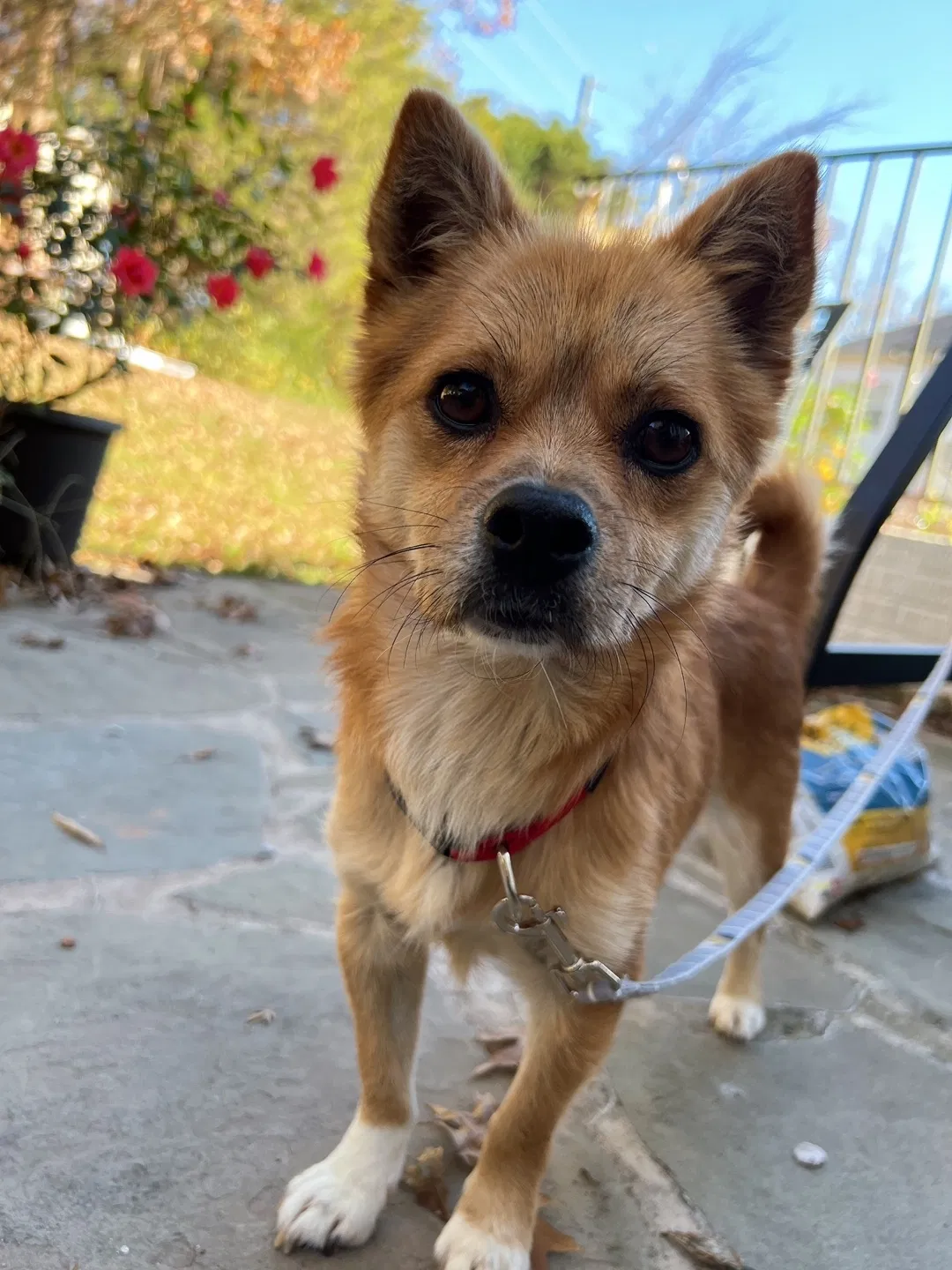 Lost dog in Unknown, VA, 2315