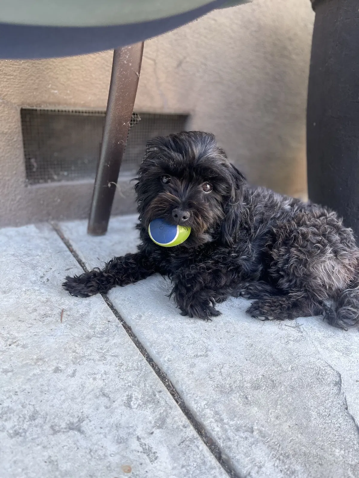 Lost dog in San Jose, CA, 95118