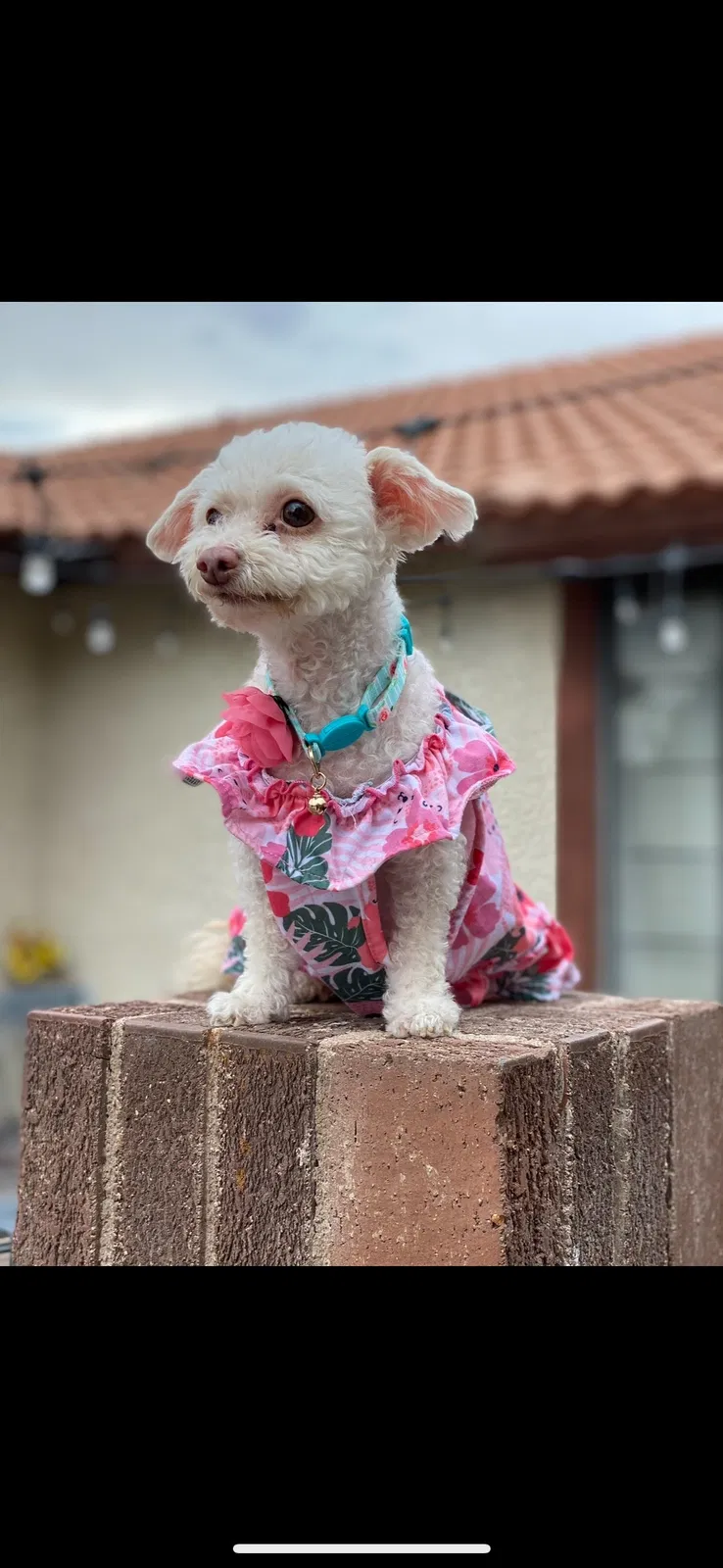 Lost dog in Las Vegas, NV, 89120