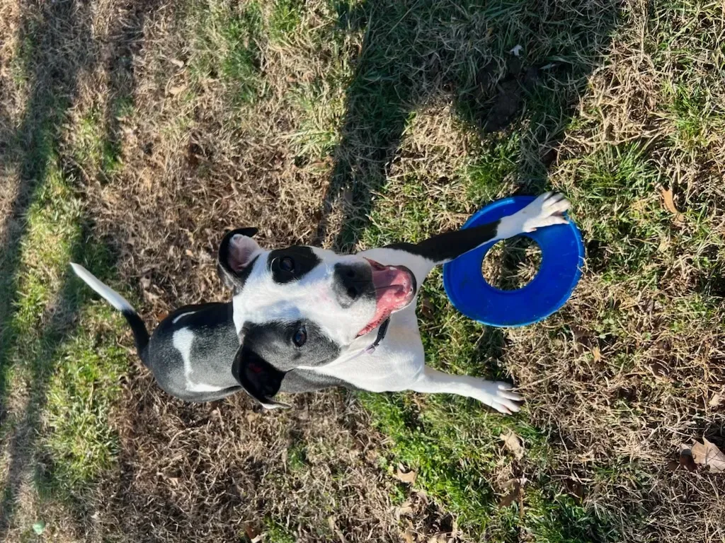 Lost dog in Clarksville, TN, 37042