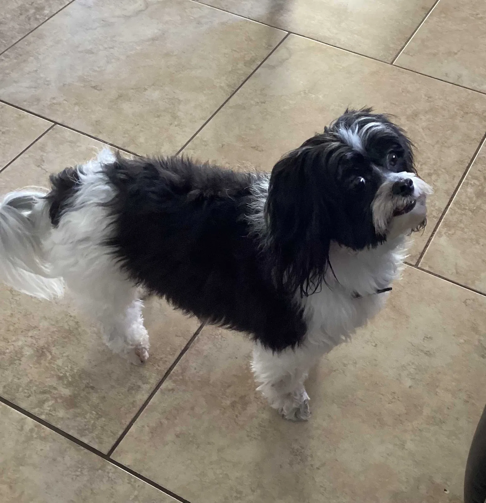 Lost dog in Homestead, FL, 33033