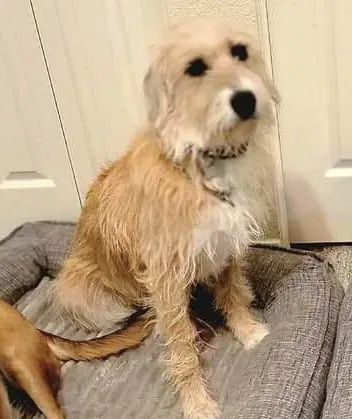 Lost dog in El Paso, TX, 79912
