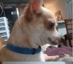 Lost dog in Maricopa, AZ, 85139