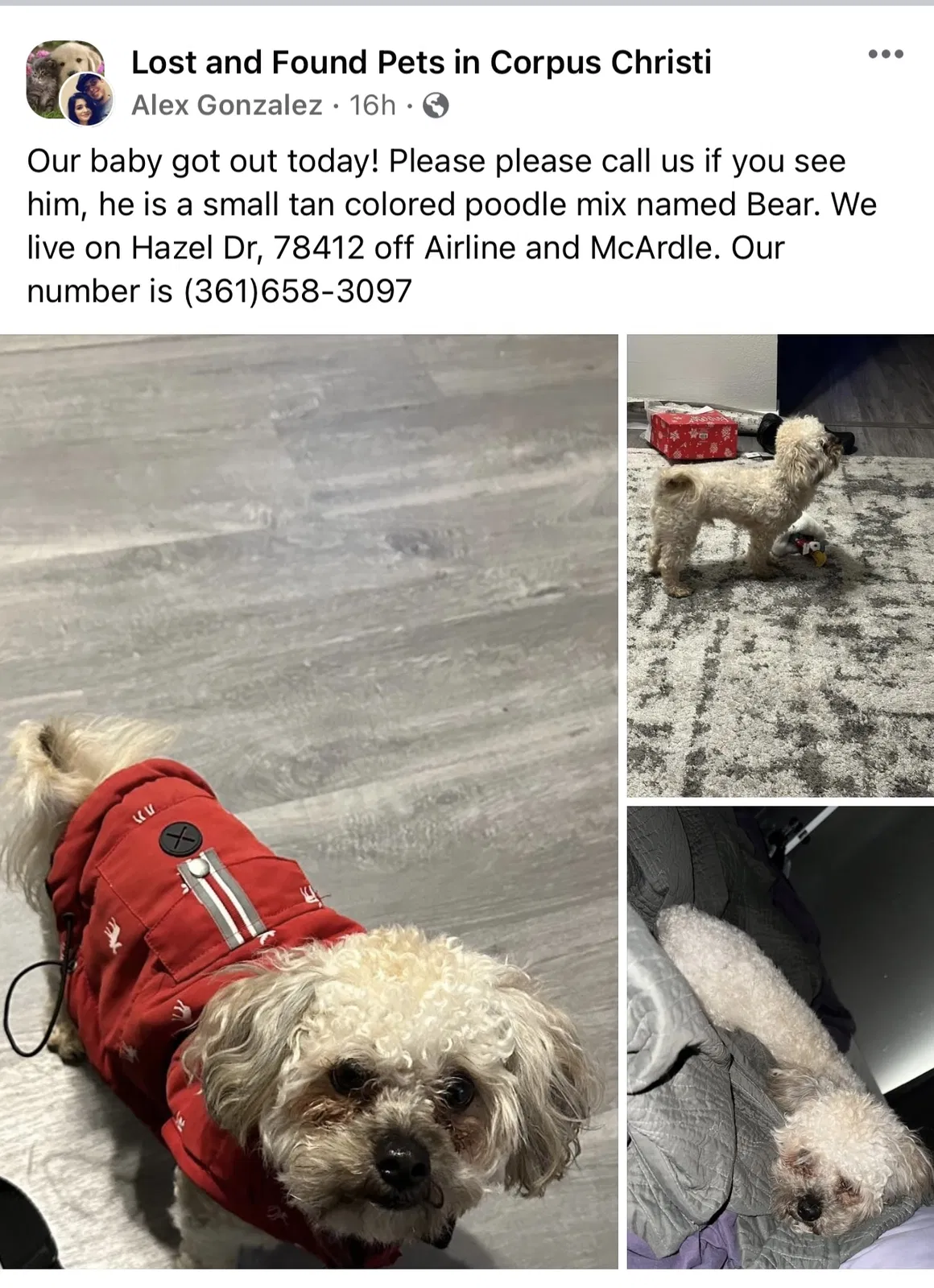 Lost dog in Corpus Christi, TX, 78412