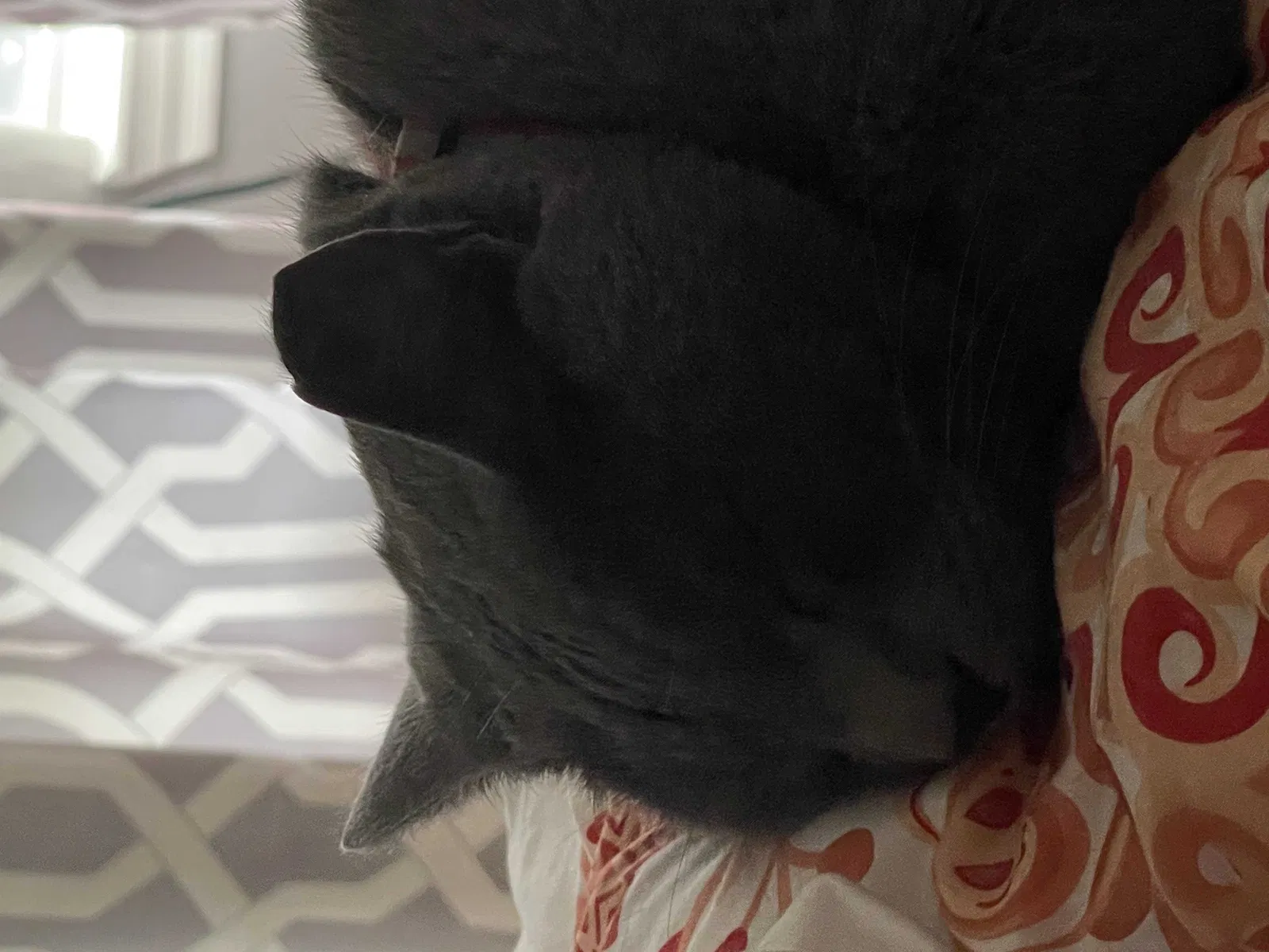 Lost cat in Cypress, TX, 77429