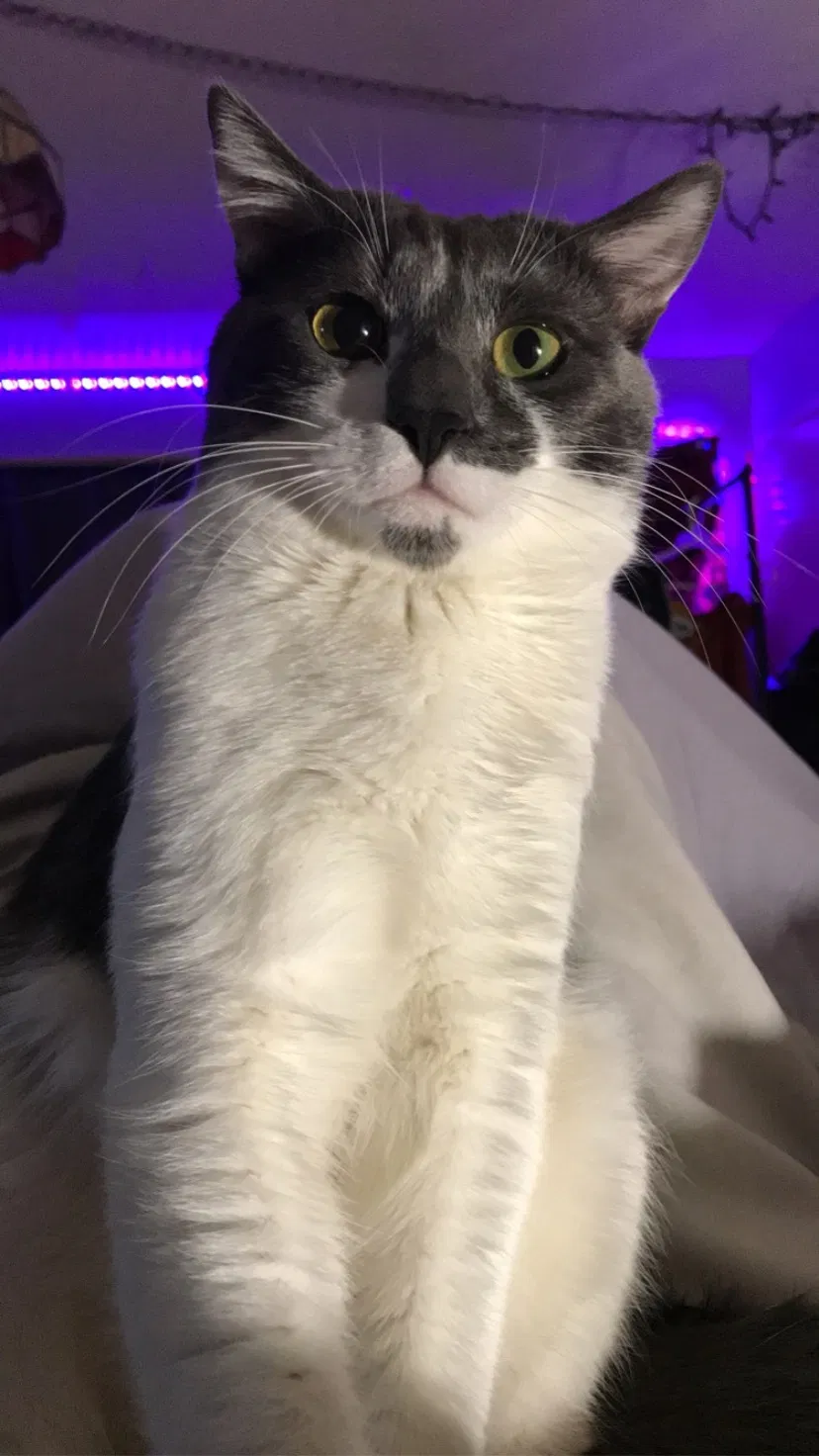 Lost cat in Concord, CA, 94520