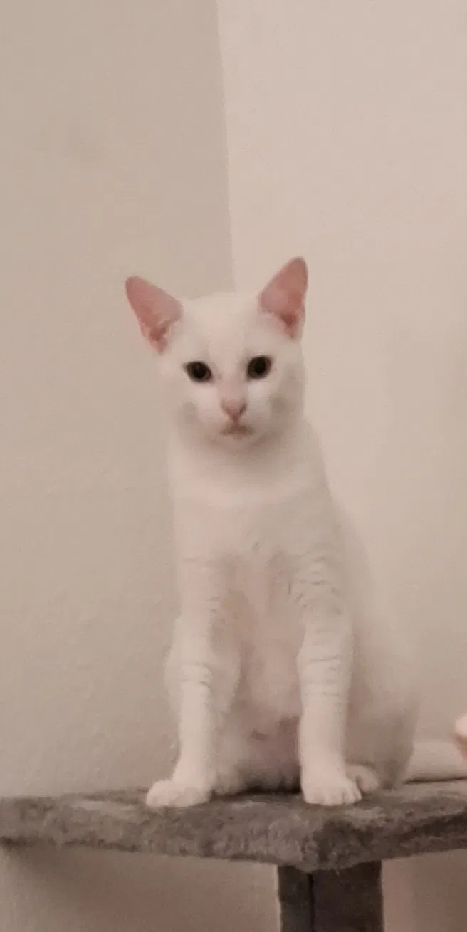 Lost cat in Conroe, TX, 77306