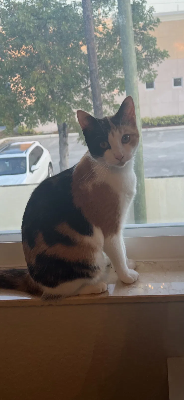 Lost cat in Hallandale, FL, 33008