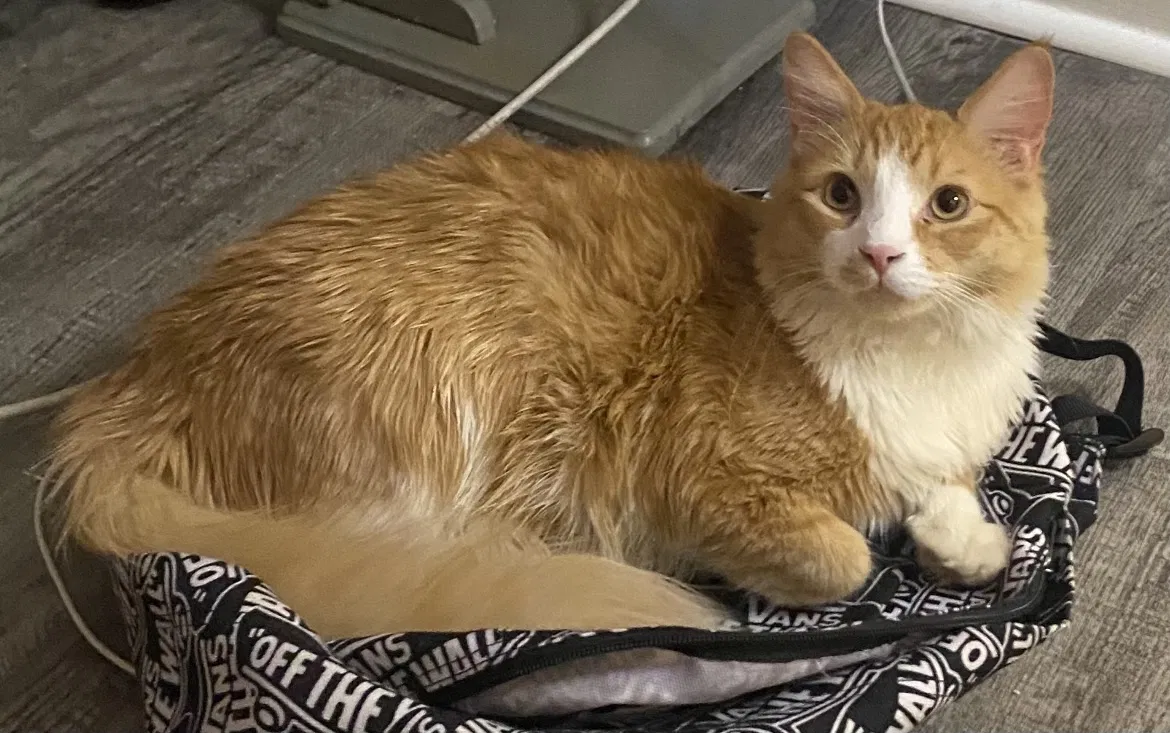 Lost cat in Charlotte, NC, 28205