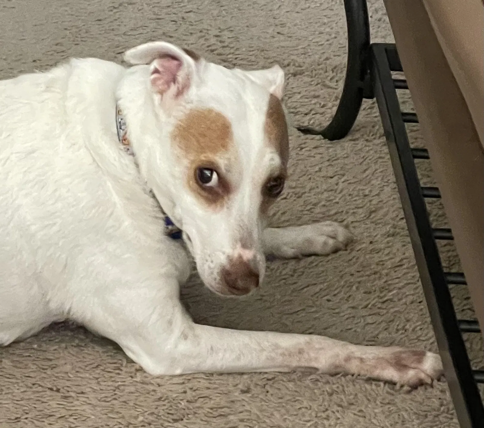 Lost dog in Tavares, FL, 32778