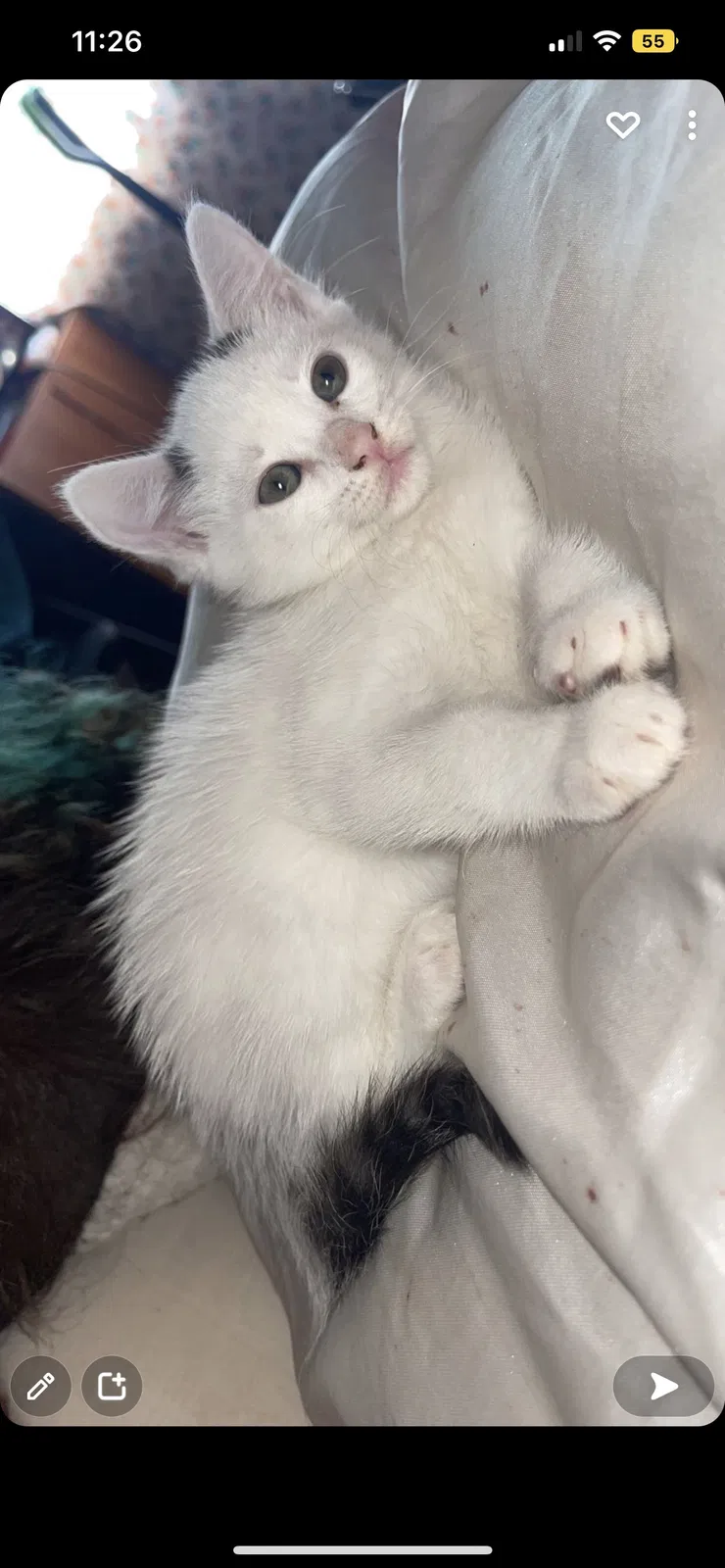 Lost cat in Ocala, FL, 34480