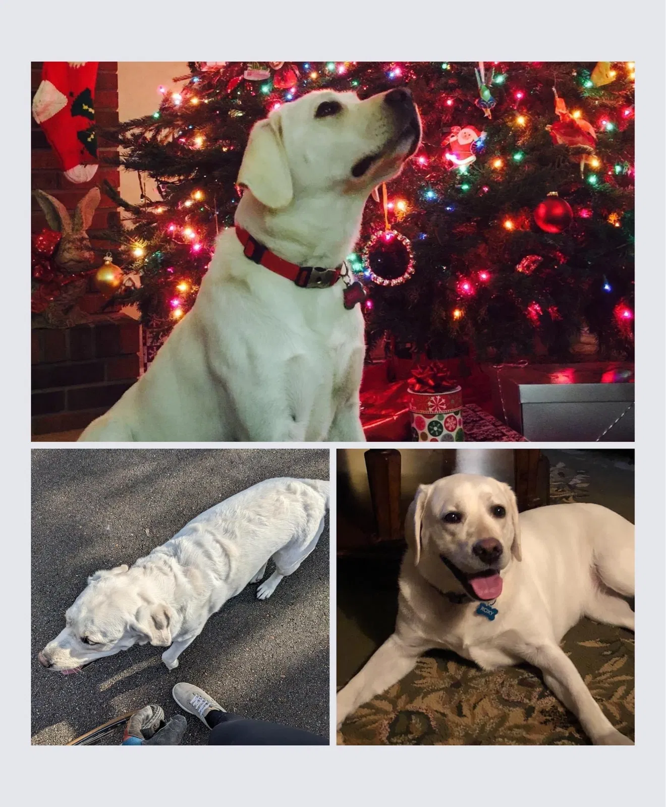 Lost dog in Memphis, TN, 38122