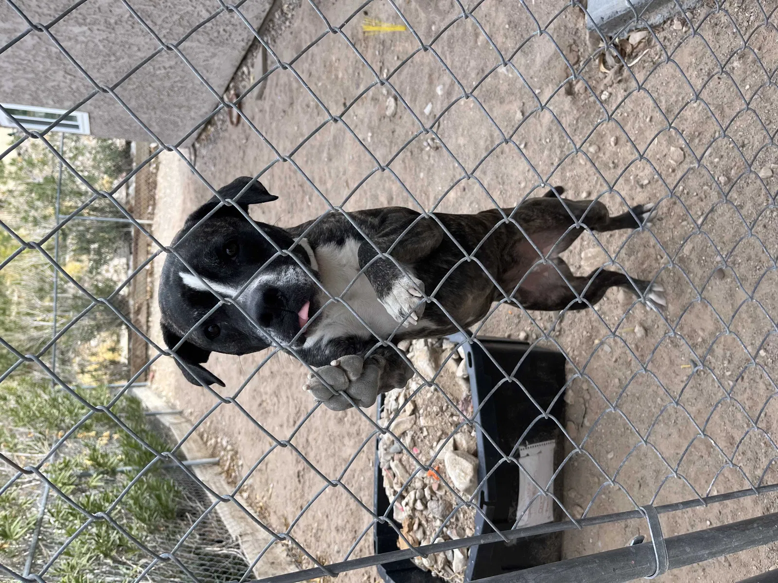 Found dog in Las Vegas, NV, 89110