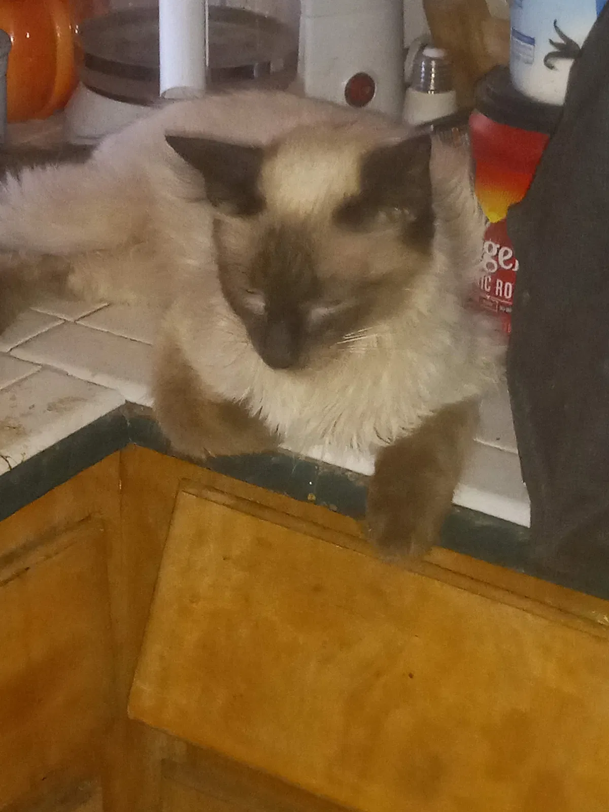 Lost cat in Huachuca City, AZ, 85616