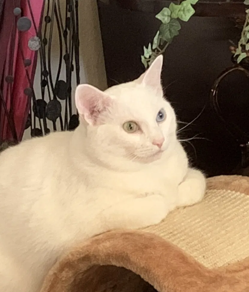 Lost cat in Plano, TX, 75023