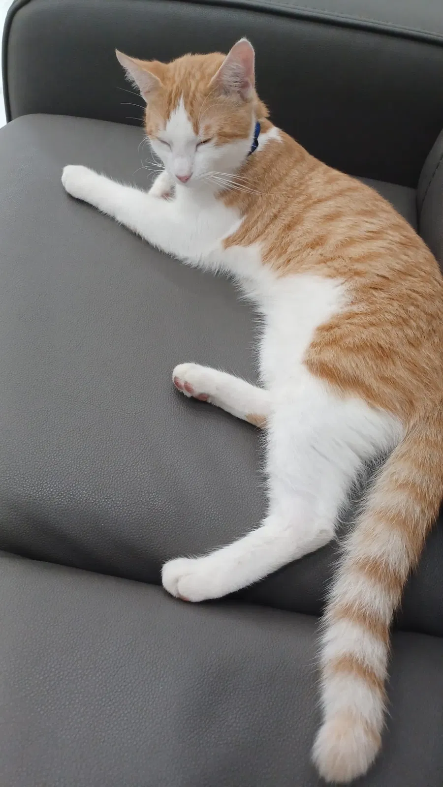 Lost cat in Lake Worth, FL, 33463
