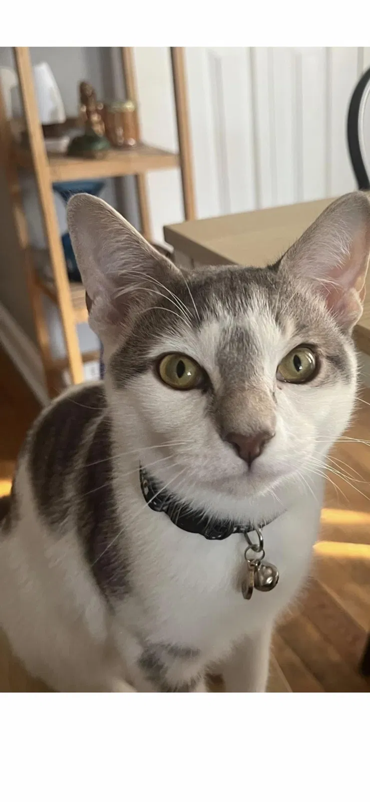 Lost cat in Chicago, IL, 60632