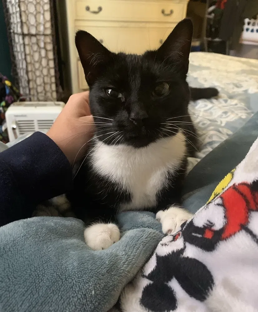 Lost cat in New Braunfels, TX, 78130