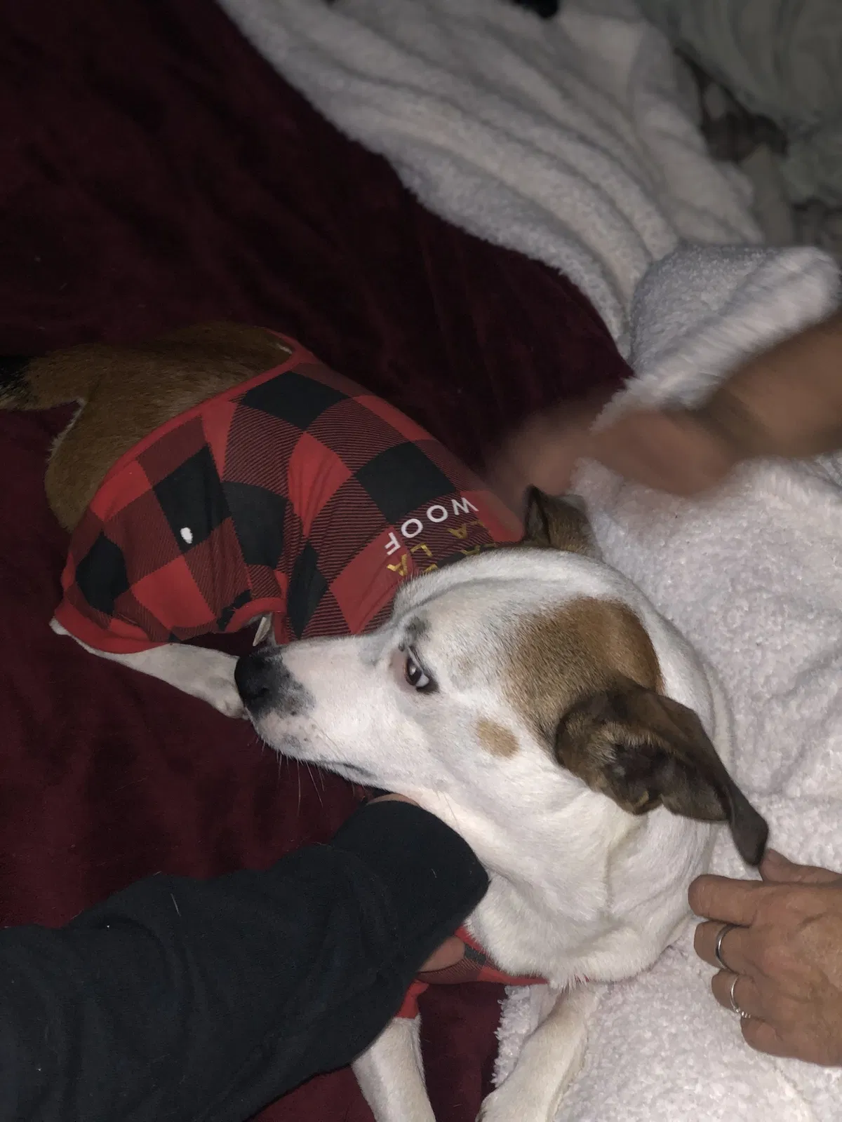 Lost dog in Moss Point, MS, 39562