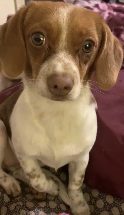 Lost dog in Milwaukee, WI, 53215