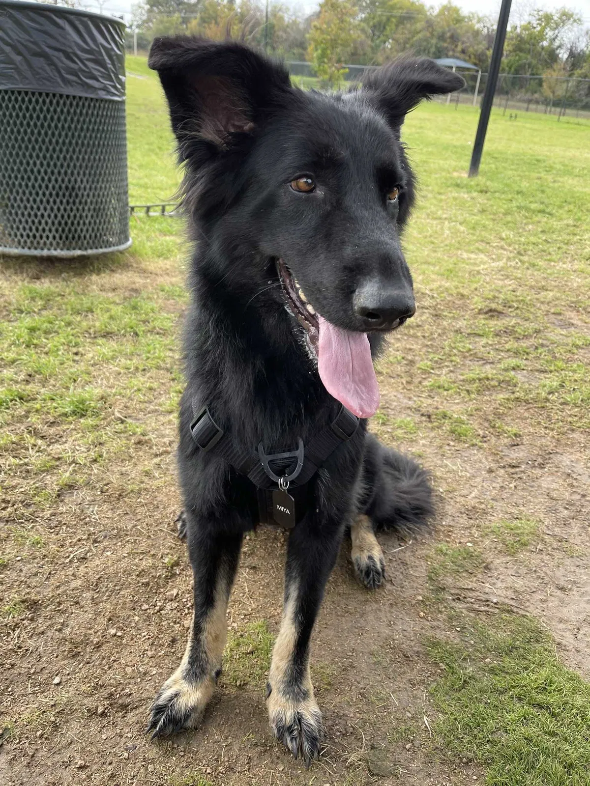Lost dog in Moody, TX, 76557